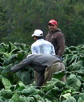 Migrant workers