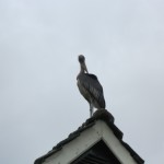 IMG_1662 IMG_1662