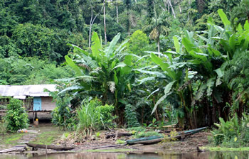 Ecuador Forest