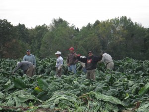 Migrant workers in Leamington, ON bring in a tobacco crop.