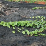 Vines grow through a thick layer of waste petroleum surrounding a waste water tailings pond in Ecuador's Lago Agrio oil district. Photo: KAIROS/Sara Stratton