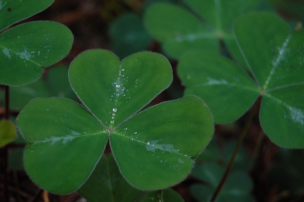 Shamrock_leaf