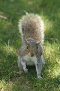 Squirrel for Joyful Abandon reflection