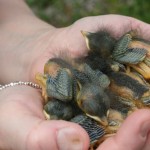 baby bluebirds