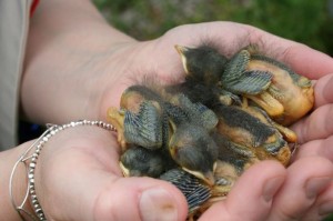 baby bluebirds