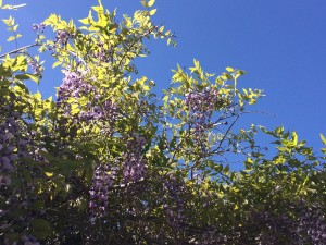 Wisteria: Berkeley, CA  Photo: Carmen Lansdowne