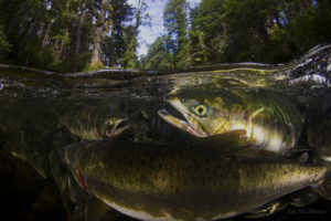 great bear rainforest, BC, Canada, Photographer: Ian McAllister