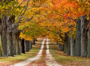 'The voice of one crying out in the wilderness: 'Prepare the way of the Lord, make his paths straight.’