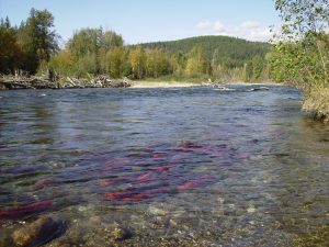 Adams River, BC. Photo by Theinterior.