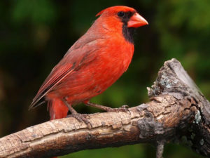 red cardinal in Canada