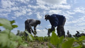 Pfenning's Organic Farms in New Hamburg, Ontario, employs Canadians and Jamaican migrant farm workers to work its fields and packing warehouse. The owners would like to see its Jamaican workers afforded better pathways to becoming permanent residents and have open work permits that give workers the ability to easily change employers. Jim Rankin/Toronto Star