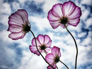 cosmos flowers