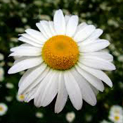 chamomile flower