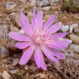 bitterroot flower