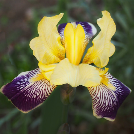 iris flower