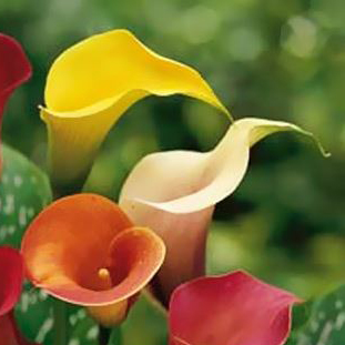 calla lily flower