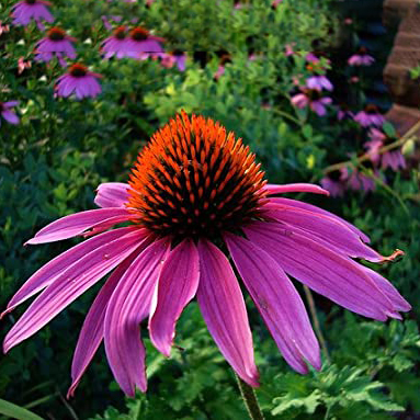 coneflower