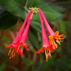 honeysuckle flower