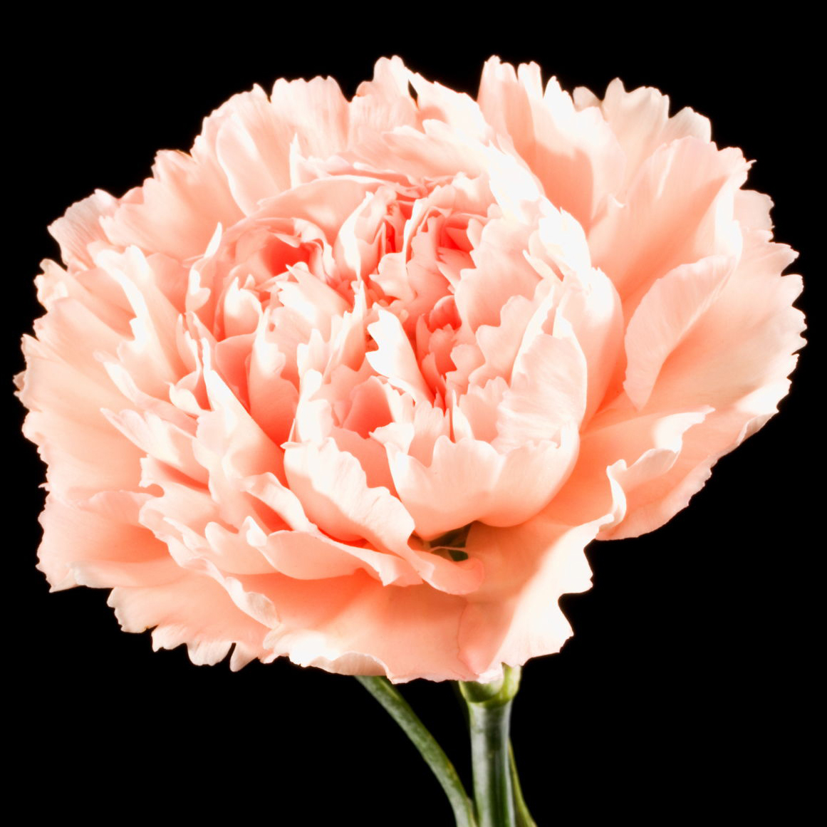 carnation flower