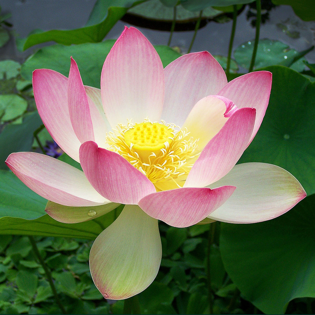 lotus flower