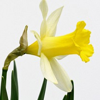 daffodil flower