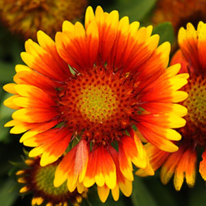 blanket flower