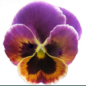 pansy flower