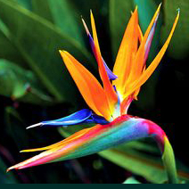 birds of paradise flower