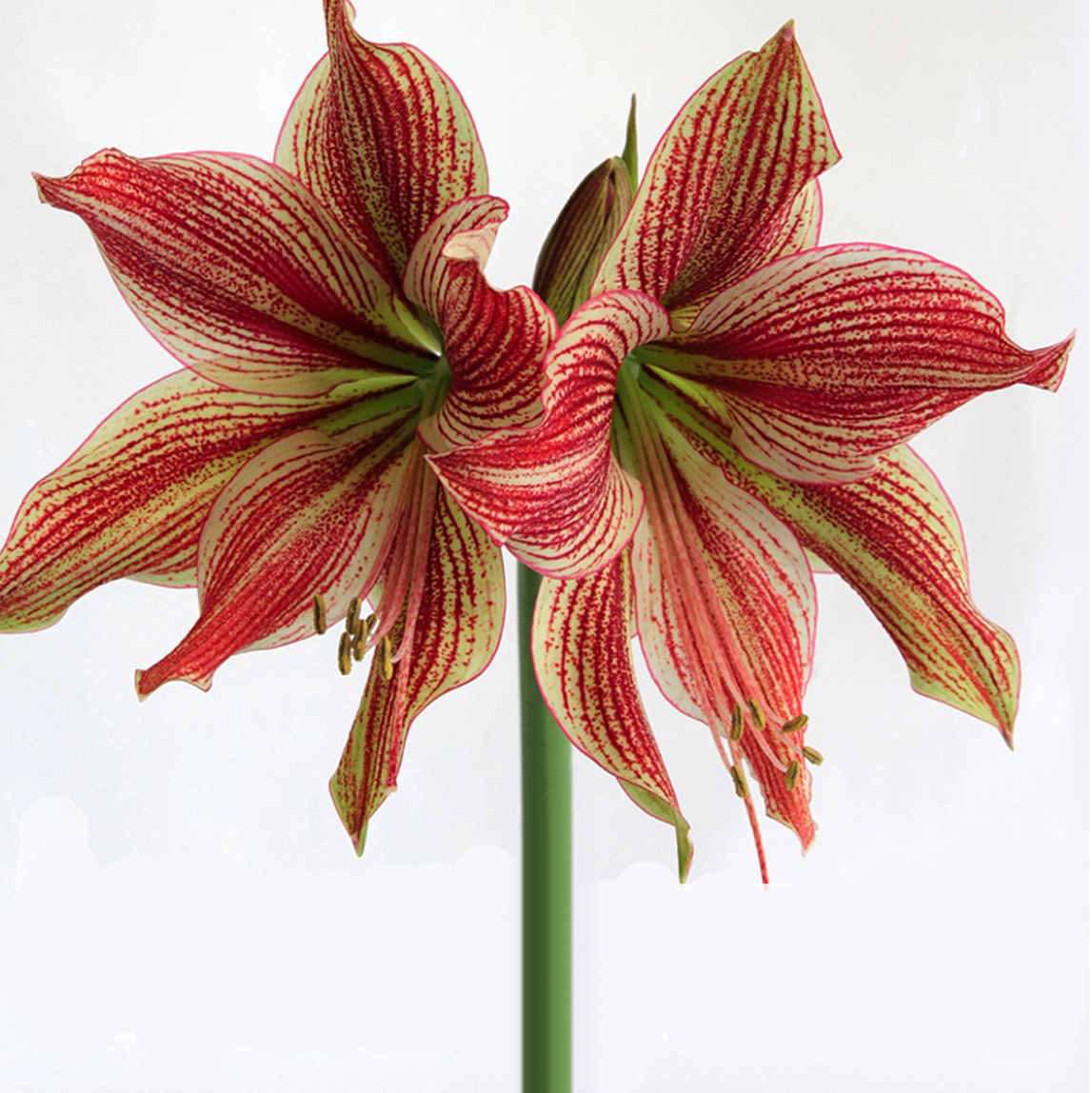 amaryllis flower