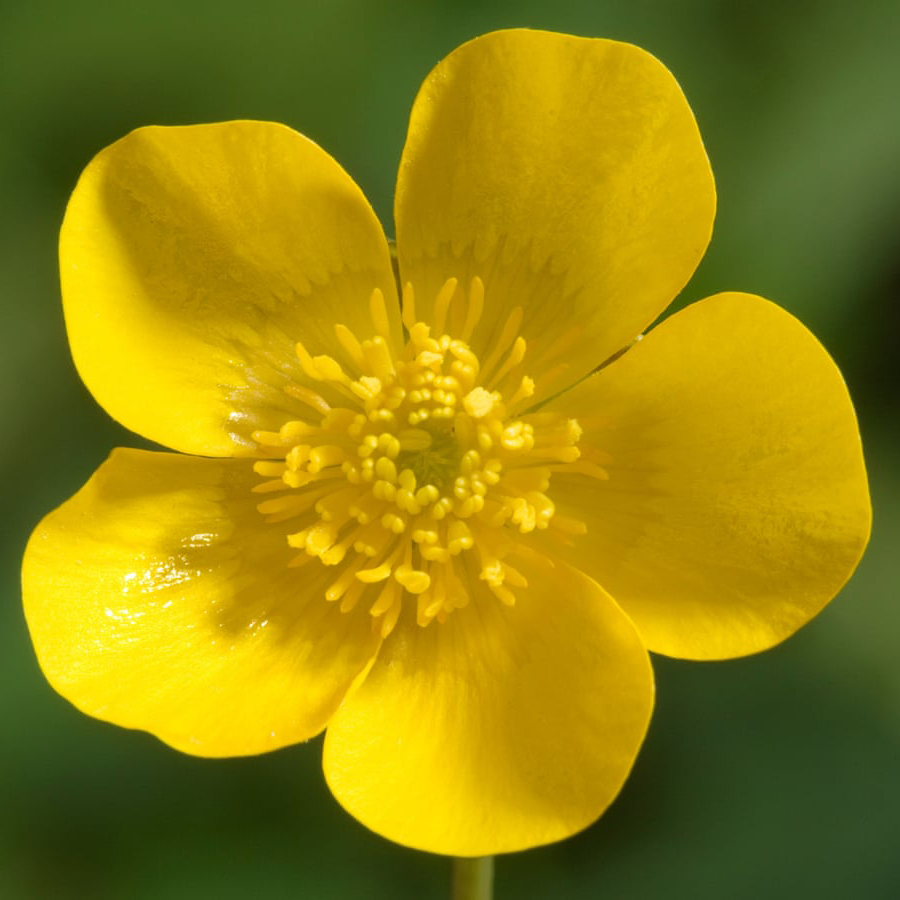 buttercup flower