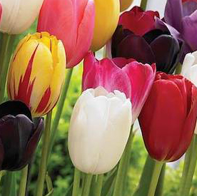 tulip flower