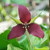 trillium flower