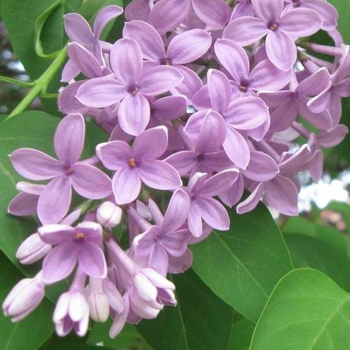 lilac flower