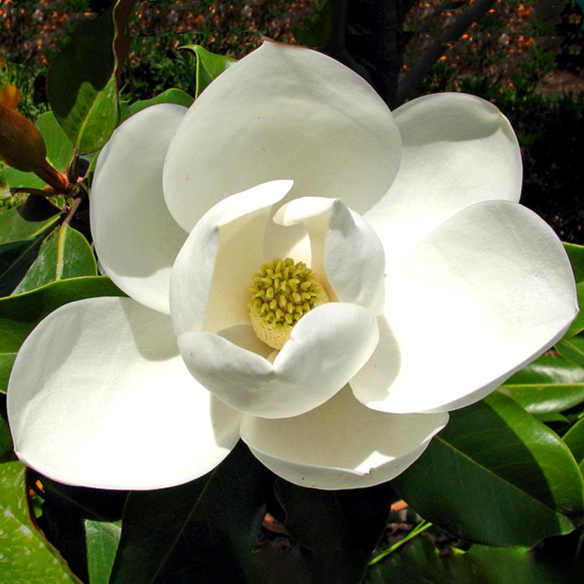 magnolia flower