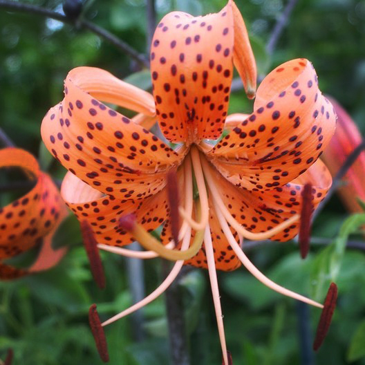 tiger lily flower