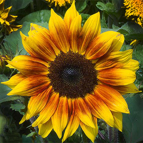 sunflower