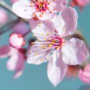 cherry blossom flower