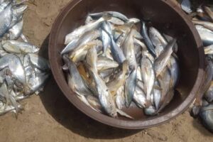 Dead fish in the Niger Delta