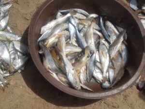 Dead fish in the Niger Delta