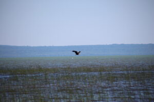 eagle flying over Lake Superior