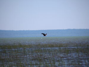 eagle flying over Lake Superior