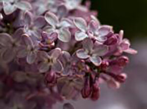 lilac flowers