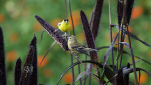 finches on plants