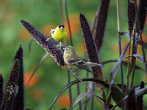 finches on plants