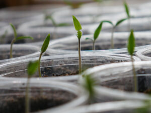 seedlings