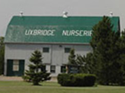 uxbridge nurseries