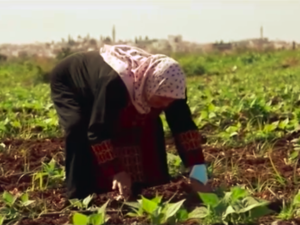 agriculture in Palestine