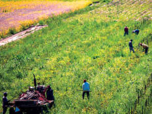 Migrant farm workers tend the fields in Norfolk County in southwestern Ontario. COVID struck migrant workers hard and aggravated many of the issues they already face. Photo by Michael Swan