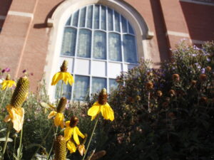 Yellow cornflowers with a church in the background