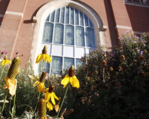 Yellow cornflowers with a church in the background